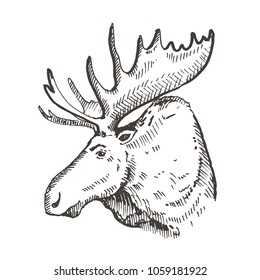 Hand drawn Elk or Moose. Sketch, vector illustration.