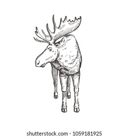 Hand drawn Elk or Moose. Sketch, vector illustration.