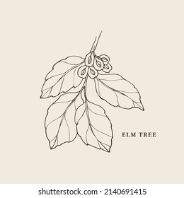 Hand drawn elm branch illustration