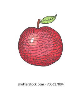Hand Drawn Engraved Apple on White Background. Vector illustration