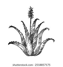 Hand drawn engraved medicinal plant Aloe Vera. Vector botanical illustration of stem with flower, leaves of succulent aloe for design, card, logo, print, paper. Medicine, food, cosmetic ingredient