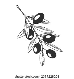 Hand drawn engraved olive branch vector illustration. Sketch branches with leaves design element. Agricultural ripe plant or fruit isolated on white background vector set.