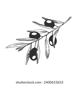 Hand drawn engraved olive branch vector illustration. Sketch branches with leaves design element. Agricultural ripe plant or fruit isolated on white background vector set.