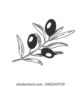 Hand drawn engraved olive branch vector illustration. Sketch branches with leaves design element. Agricultural ripe plant or fruit isolated on white background vector set.