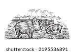 Hand drawn engraved picture of village landscape with pigs eat grass in the pasture. Scenic country view. Vintage rustic illustration