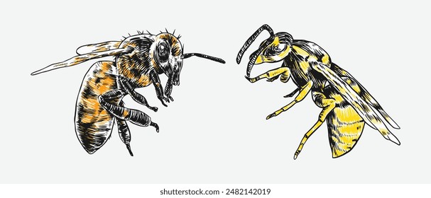 Grabado dibujado a mano de abeja y avispa. Aislado sobre fondo blanco. Ilustración vectorial.