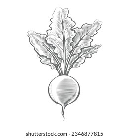Hortalizas de remolacha tallada a mano. Abetas retro grabando boceto vegetal alimento saludable planta orgánica aislada ilustración vectorial