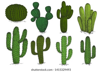 Hand drawn engraving cactus vector set isolated on white background