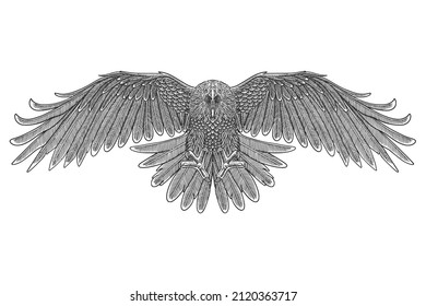 Hand drawn Engraving of eagle. Vector vintage illustration	