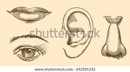 Hand drawn engraving " Eye,lips,ear,nose. " isolated on color background .8 EPS 