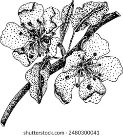 Hand drawn, engraving fresh pears. Pear outline drawing for label, poster, print	
