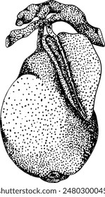 Hand drawn, engraving fresh pears. Pear outline drawing for label, poster, print	