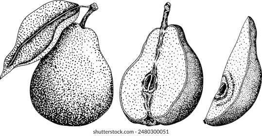 Hand drawn, engraving fresh pears. Pear outline drawing for label, poster, print	