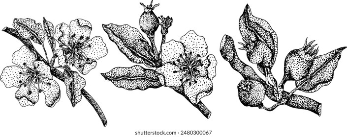 Hand drawn, engraving fresh pears. Pear outline drawing for label, poster, print	