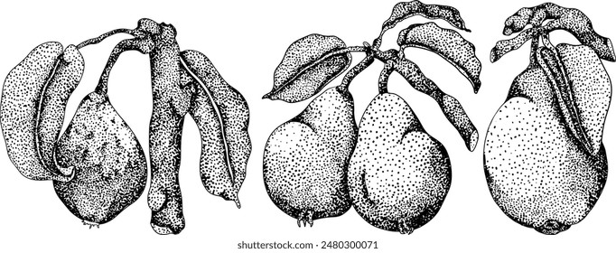 Hand drawn, engraving fresh pears. Pear outline drawing for label, poster, print	