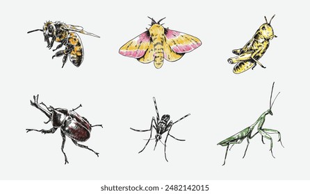 Handgezeichnete Gravur von Insekten, Wanzen. Biene, Motte, Heuschrecke, Nashornkäfer, Mücke, Gottesanbeterin. Bunte Vektorillustration.