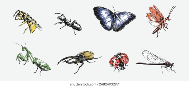 Hand drawn engraving of insects, bugs. Wasp, ant, butterfly, cockroach, praying mantis, hercules beetle, ladybug, dragonfly. Colorful vector illustration.