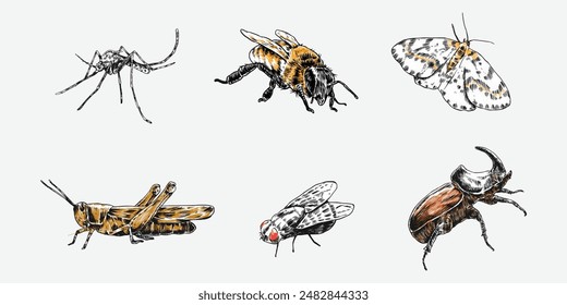 Handgezeichnete Gravur von Insekten, Wanzen. Mücke, Biene, Schmetterling, Heuschrecke, Fliege, Nashornkäfer. Bunte Vektorillustration.