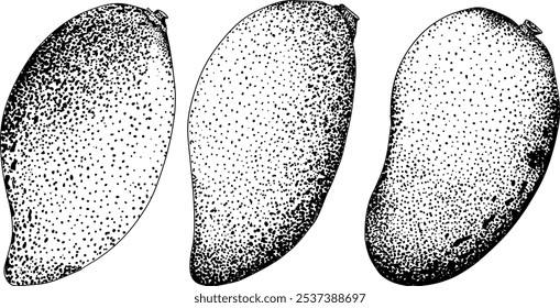 Mão desenhada gravura manga. Ilustração do vetor de frutas tropicais. Desenho botânico vintage