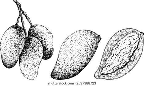 Mango de grabado dibujado a mano. Ilustración vectorial de frutas tropicales. Dibujo vintage botánico