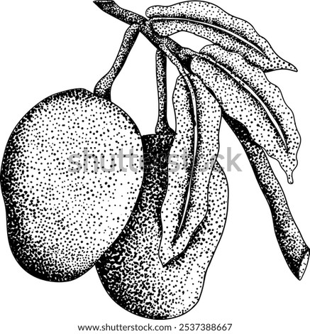 Hand drawn engraving mango. Tropical fruit vector illustration. Botanical vintage drawing
