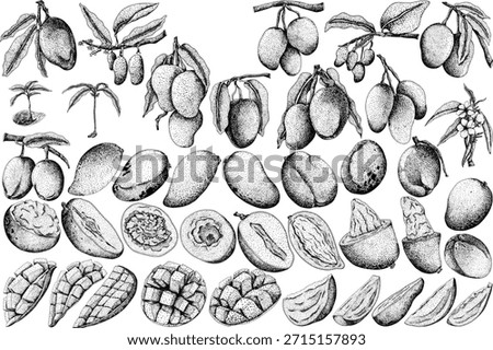 Hand drawn engraving mango. Tropical fruit vector illustration. Botanical vintage drawing	
