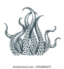 Hand drawn engraving octopus tentacles. Fantasy marine kraken underwater monsters tentacle engraving drawing isolated vector illustration