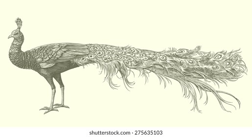 Hand drawn engraving Peacock.8 EPS 
