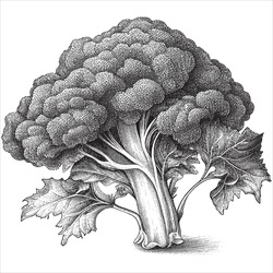 Hand Drawn Engraving Pen And Ink Broccoli Vintage Vector Illustration