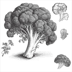 Hand Drawn Engraving Pen And Ink Broccoli Vintage Vector Illustration