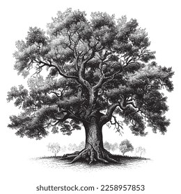 Hand Drawn Engraving Pen and Ink Old Oak Tree Vintage Vector Illustration
