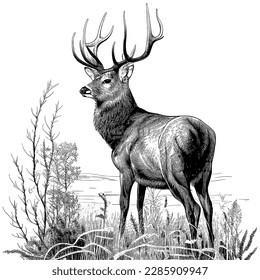 Hand Drawn Engraving Pen and Ink Deer Vintage Vector Illustration