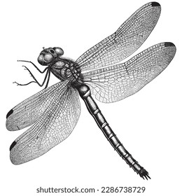 Hand Drawn Engraving Pen and Ink Damselfly Vintage Vector Illustration