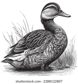 Hand Drawn Engraving Pen and Ink Duck Vintage Vector Illustration