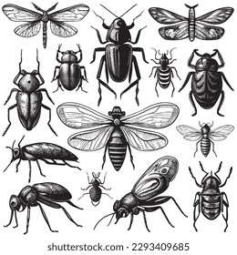 Ilustración de vectores vintage de la colección de insectos de tinta y plumas de grabado a mano