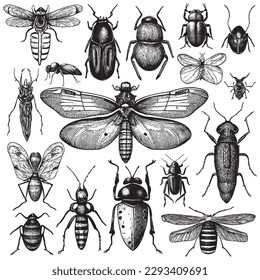 Hand Drawn Engraving Pen and Ink Insects Collection Vintage Vector Illustration