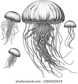 Ilustración de vectores de vintage de la medusa de tinta y la pluma de grabado a mano