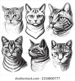 Hand Drawn Engraving Pen and Ink Cat Collection Vintage Vector Illustration