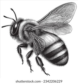 Hand Drawn Engraving Pen and Ink Bee Vintage Vector Illustration