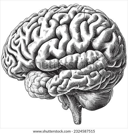 Hand Drawn Engraving Pen and Ink Human Brain Vintage Vector Illustration