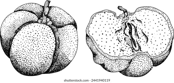 Hand drawn engraving red acerola berry, barbados cherry, Malpighia emarginata. Illustration of exotic superfood, fruits.