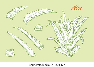 Hand drawn engraving style Aloe Vera plant set. Alternative medicine, treatment and body care with aloe vera ingredients. Vector illustration
