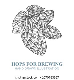 Hand drawn engraving style branch of hops.
Hop sketch vector illustration. Hop emblem, or logo design element.