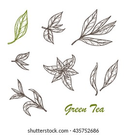 Hand Drawn Engraving Style Green Tea Leaves Set. Vector Illustration