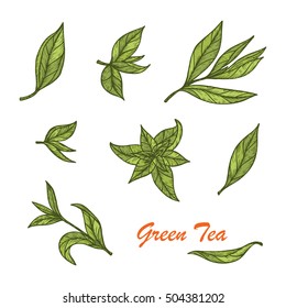 Hand drawn engraving style Green tea leaves set. Vector illustration