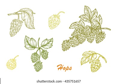 Hand drawn engraving style Hops set. Common hop or Humulus lupulus branch with leaves and cones. Vector illustration