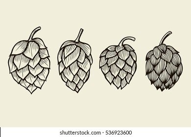 Estilo de grabado a mano Conjunto Hops. El salto común o la rama de Humulus lupulus con hojas y conos. Ilustración del vector