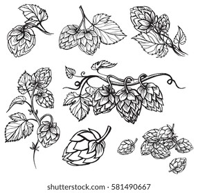 Hand drawn engraving style Hops set. Common hop or Humulus lupulus branch with leaves and cones. Vector illustration