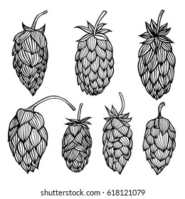 Hand drawn engraving style Hops set. Common hop or Humulus lupulus branch with leaves and cones. Vector illustration