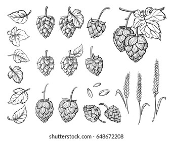 Hand drawn engraving style Hops set. Common hop or Humulus lupulus branch with leaves and cones. Vector illustration